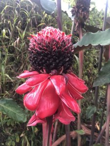 Magnifica flor em São Tomé