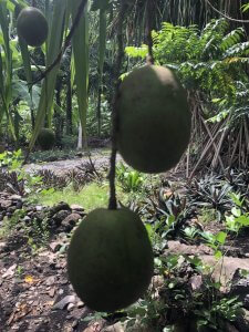 Mucumbli em São Tomé - a árvore mágica