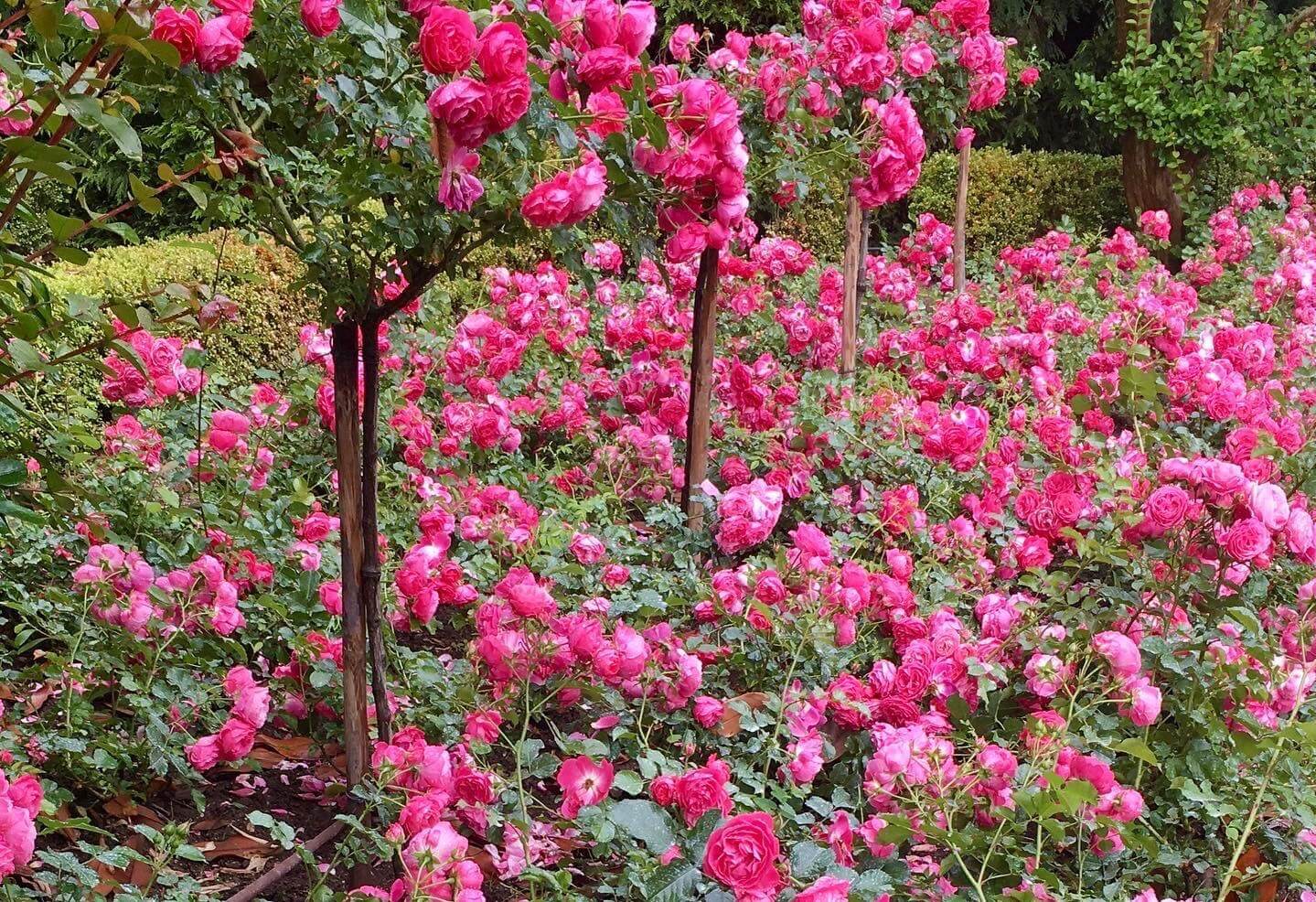 Rosas do jardim Casa de Mateus