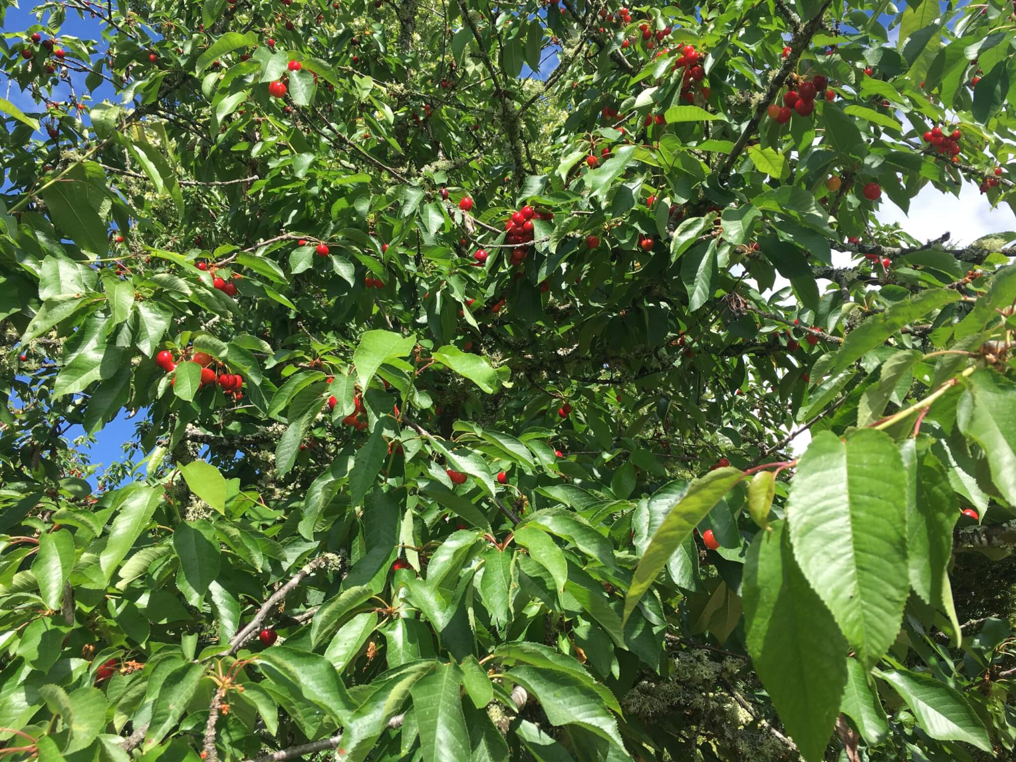 Cerejeiras na quinta da Casa de Mateus