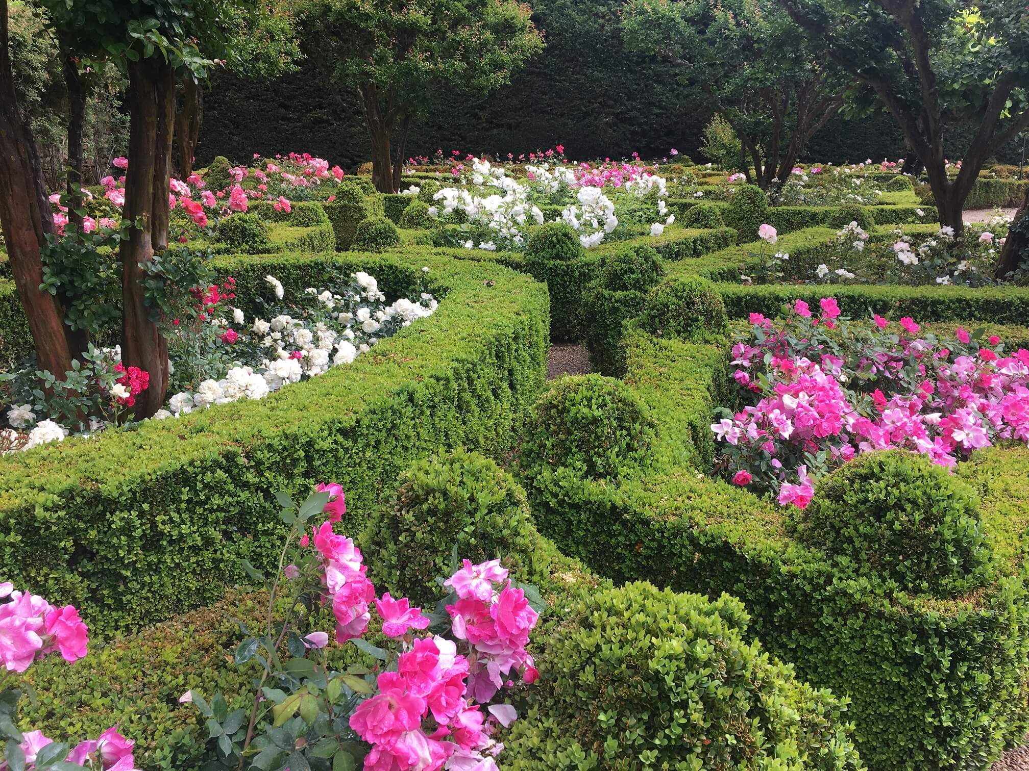 Canteiros de rosas limitados por buchos no jardim da Casa de Mateus
